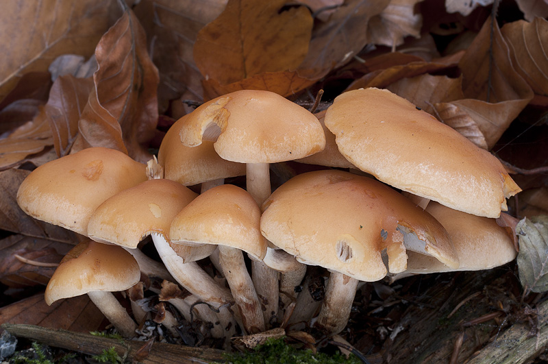 Hypholoma capnoides